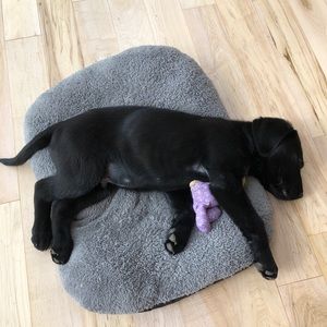 Meet your Posher, Gregory